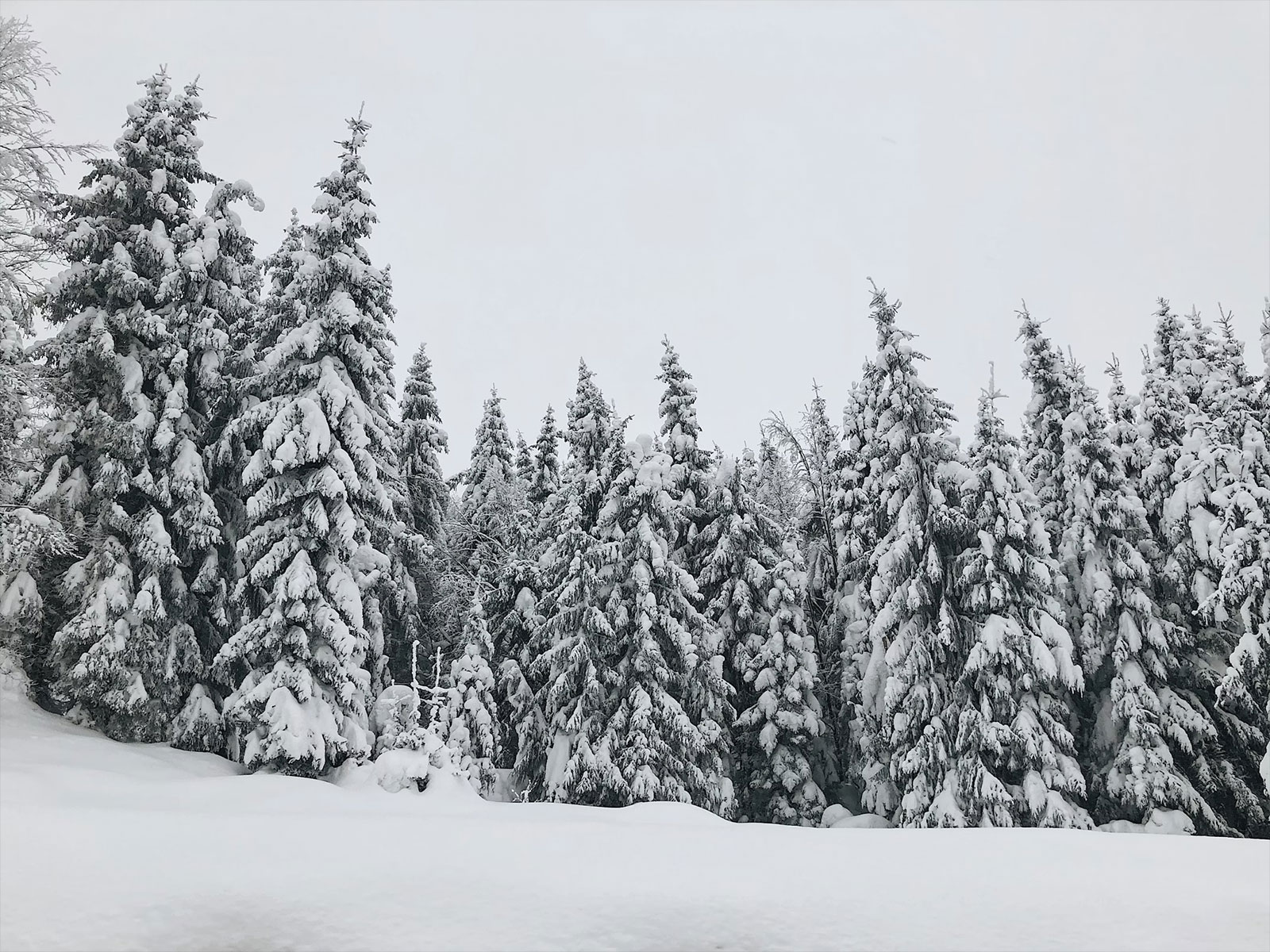 Rahvasaadiku aruanne 2025